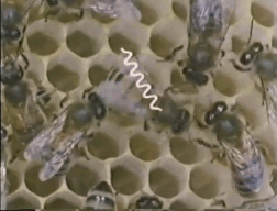 Bee-1